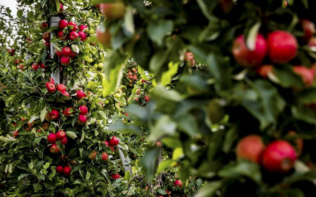 Een boomgaard met Elstar-appels.  beeld ANP, Sem van der Wal