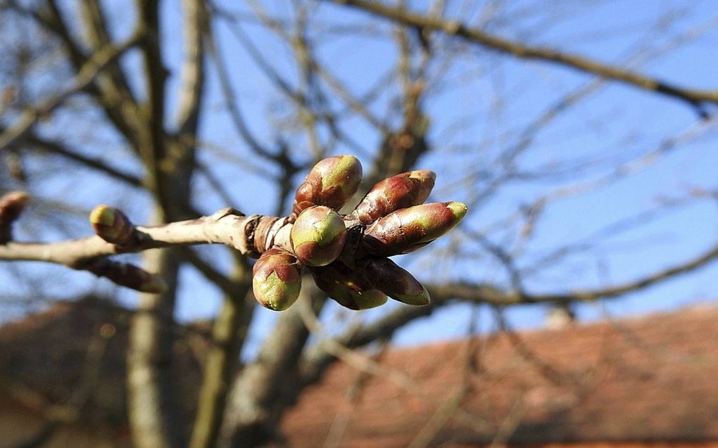 Op zoek naar knoppen in bomen en struiken. beeld A Rocha Nederland