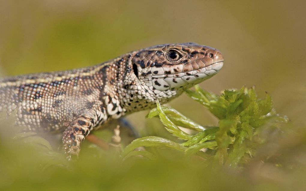 Levendbarende hagedis. beeld Jelger Herder