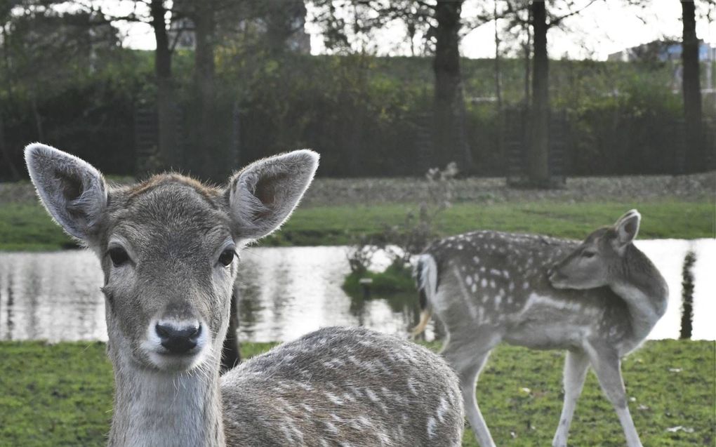 Tussen 1994 en 2007 stond het damhert op de Nederlandse Rode Lijst voor bedreigde zoogdieren. beeld Theo Haerkens