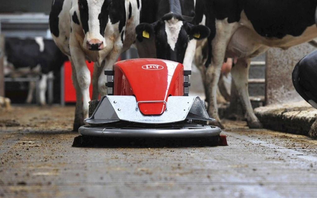 Een mestrobot van Lely schuift tussen de koeien. Lely is een van de fabrikanten die de uitstoot van stikstof uit stallen met nieuwe technieken probeert te verminderen.  beeld Lely