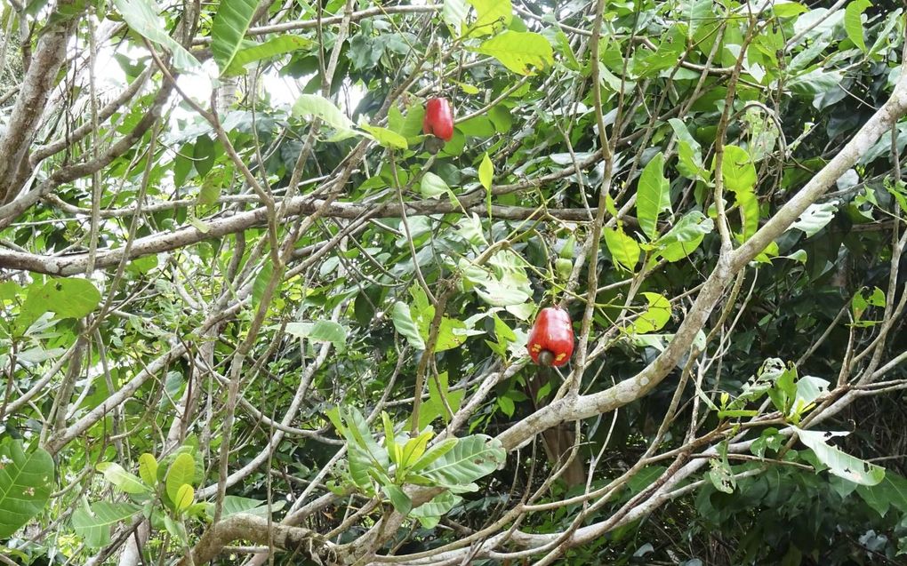 Cashewvruchten aan de boom. beeld Armand Snijders