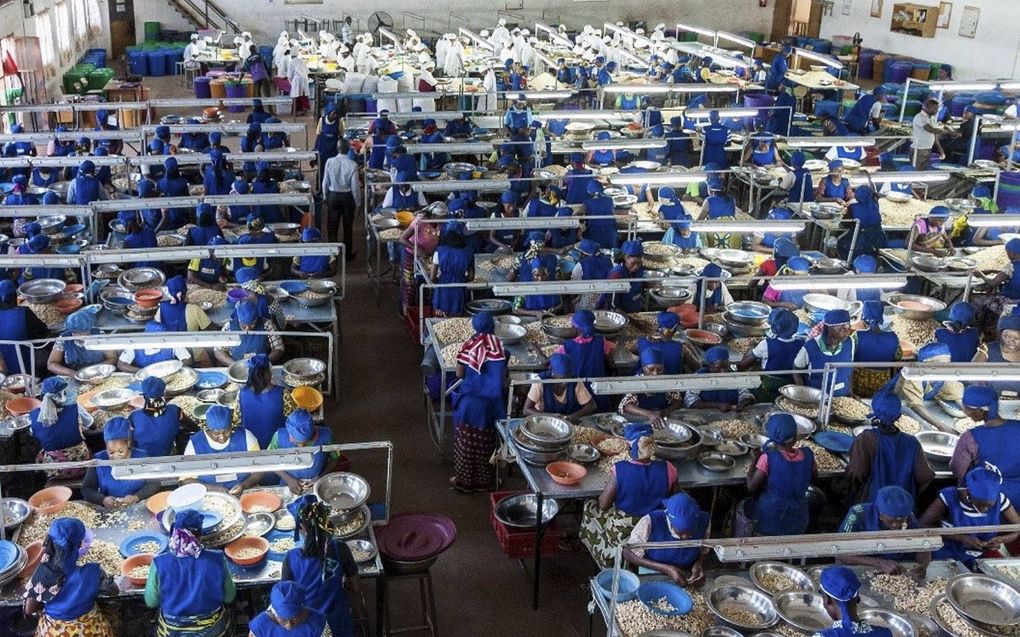 Arbeiders verwerken cashewnoten in de fabriek in Burkina Faso. Samen met het andere productiebedrijf in Benin levert het project 2000 banen op voor de lokale bevolking.  beeld NUTS2