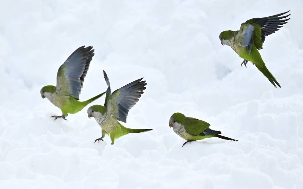 Monniksparkieten zijn in Madrid op zoek naar iets eetbaar in de sneeuw. beeld AFP, Gabriel Bouys