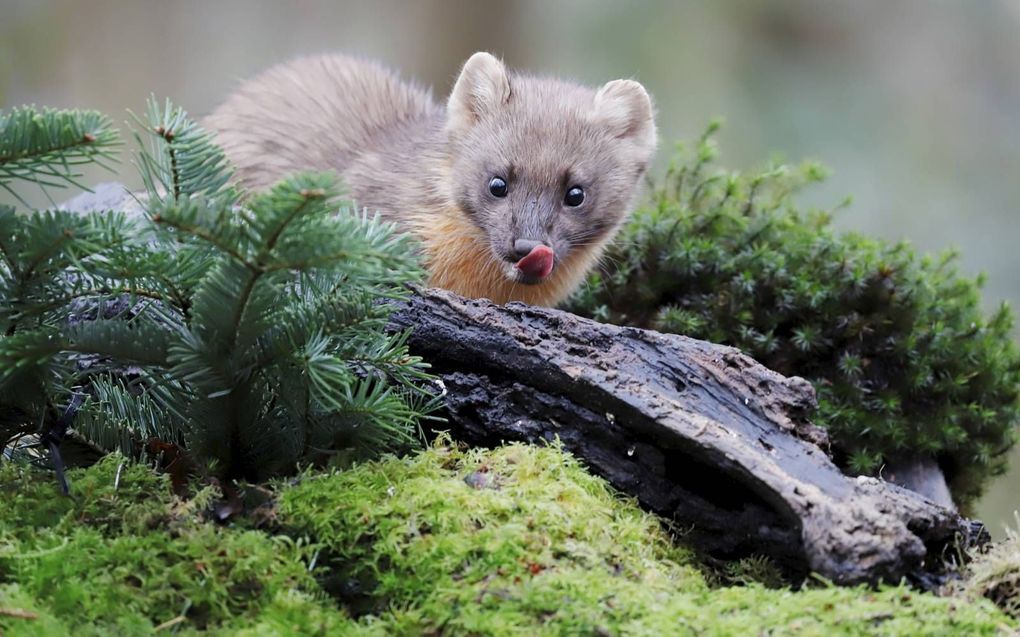 De boommarter heeft naast vier scherpe hoektanden twintig snij- en maalkiezen op zijn prooi mee te vangen en te doden. beeld iStock