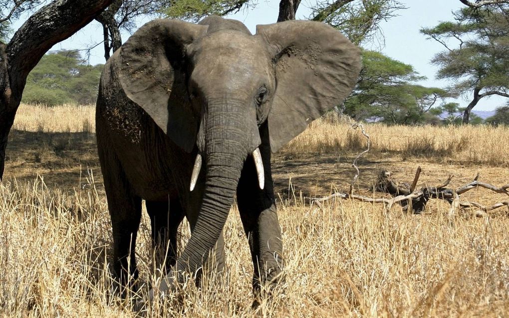 „Naast dat de natuur ons begrenst, levert ze ook oplossingen. Bijvoorbeeld de slurf van een olifant die als voorbeeld dient voor een nauwkeurige robotgrijper.” beeld Wikimedia