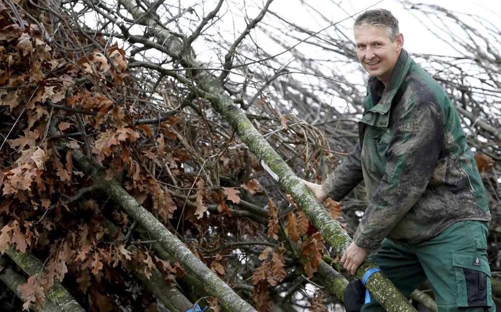 Bart Veldhuis, voorheen chefkok, heeft in bomen een nieuwe passie gevonden. Hij heeft het koken achter zich gelaten en is nu boombinder.  beeld Vidiphoto