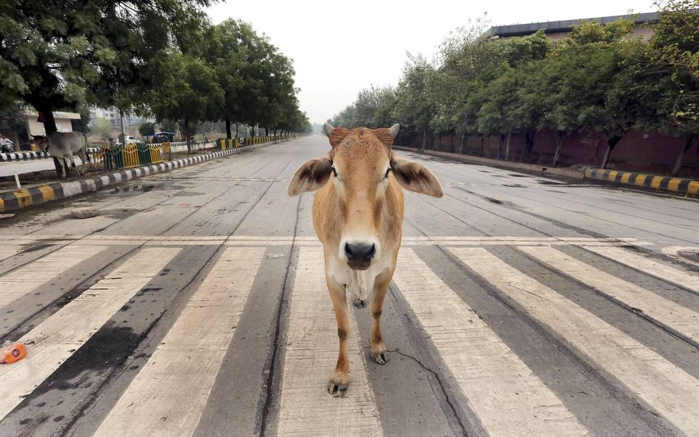 De koe heeft in India een heilige status. Radicale hindoes verenigen zich in knokploegen om het dier te beschermen. beeld EPA, Harish Tyagi