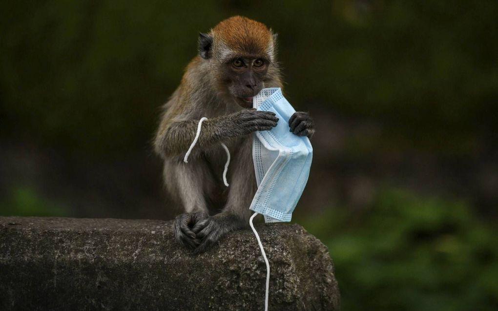 Ook in Maleisië veroorzaken mondkapjes een bedreiging voor de natuur. Een makaak speelt met een masker, maar kan met zijn poten makkelijk verstrikt raken in de elastieken ervan.  beeld AFP, Mohd Rasfan