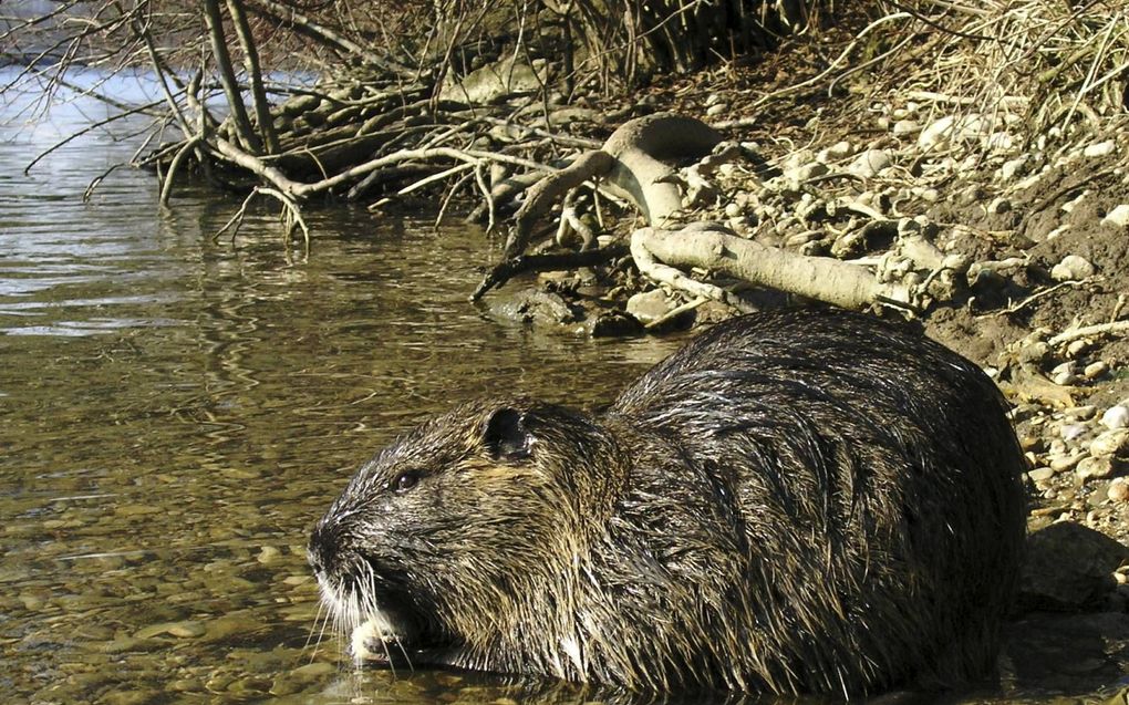 De beverrat komt –net als de muskusrat– van nature niet voor in Nederland. Ze hebben geen natuurlijke vijanden. beeld Wikimedia