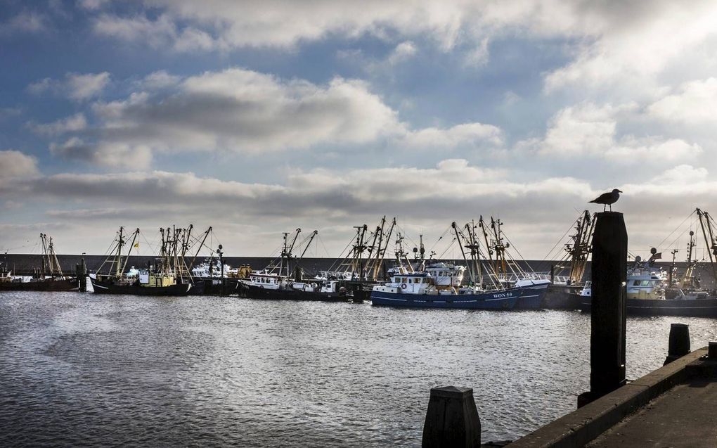 Kotters in de haven van Harlingen. Grote visconcerns kopen in rap tempo schepen, visrechten en verwerkende bedrijven op, constateert promovendus Martin Schilder. beeld RD, Henk Visscher