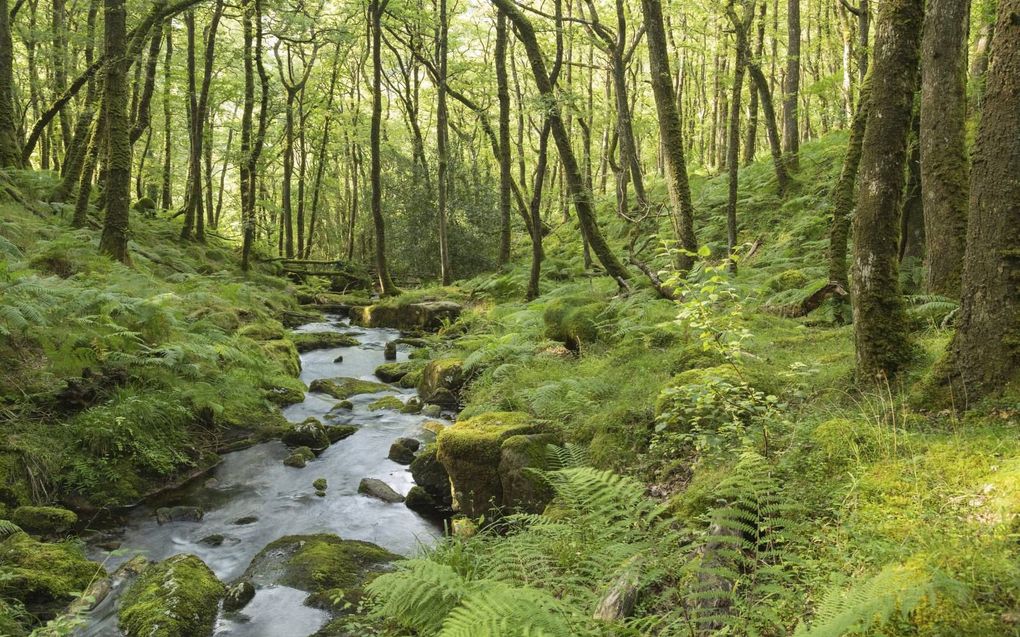 Hoe meer CO2 in de afmosfeer, hoe beter planten groeien. beeld iStock