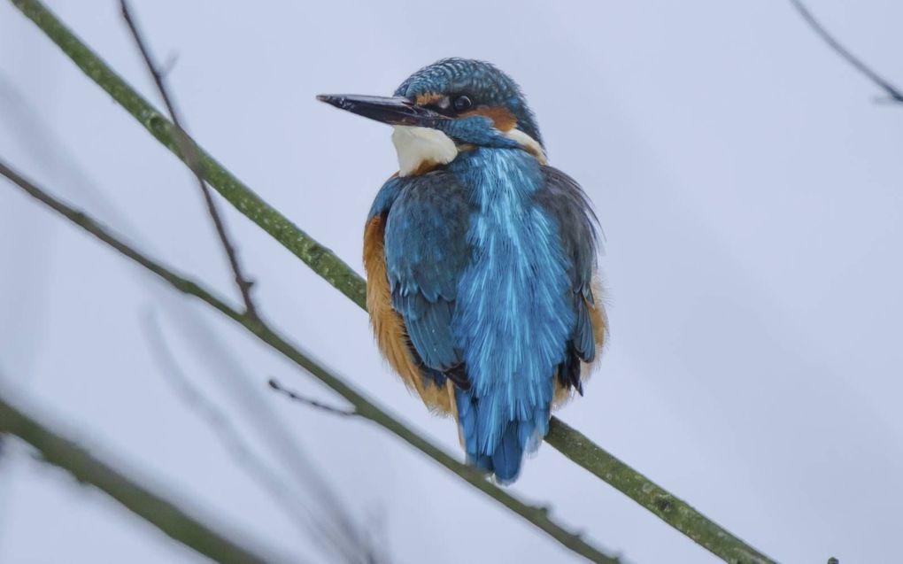 De ijsvogel lijkt het meeste last te hebben van de vorst. beeld Arie Slingerland