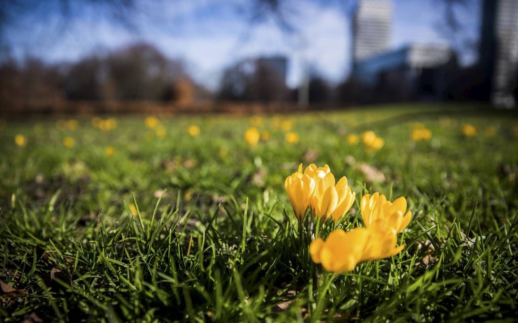 De eerste krokussen komen door het warme weer deze dagen weer boven de grond. beeld ANP, Bart Maat