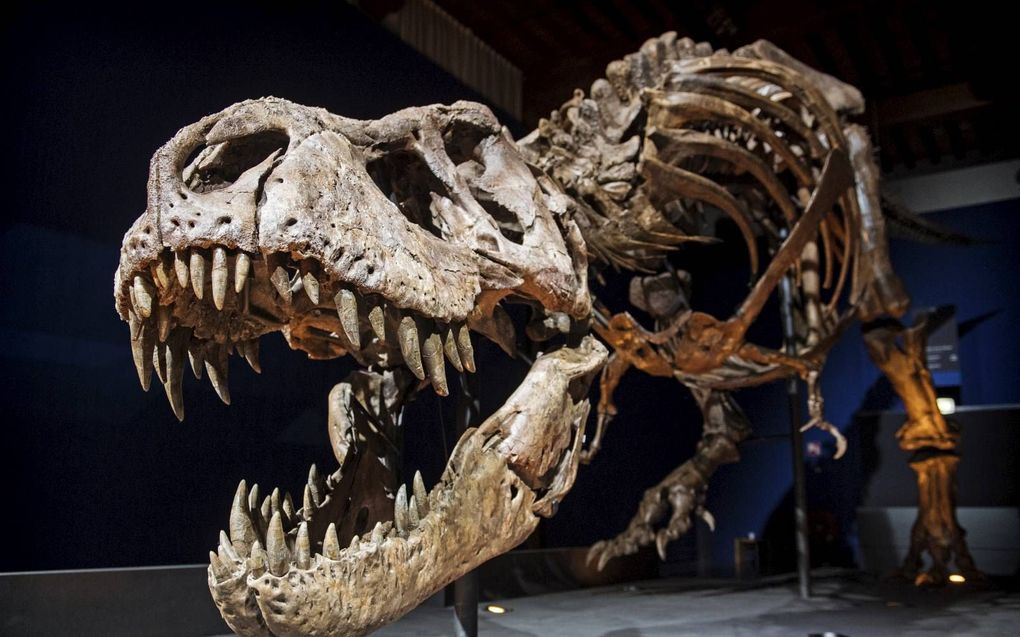 Over de hele wereld graven paleontologen dinosauriërbotten op. Foto: De Tyrannosaurus rex van natuurhistorisch museum Naturalis in Leiden luistert nar de naam Trix. beeld ANP, Marten van Dijl