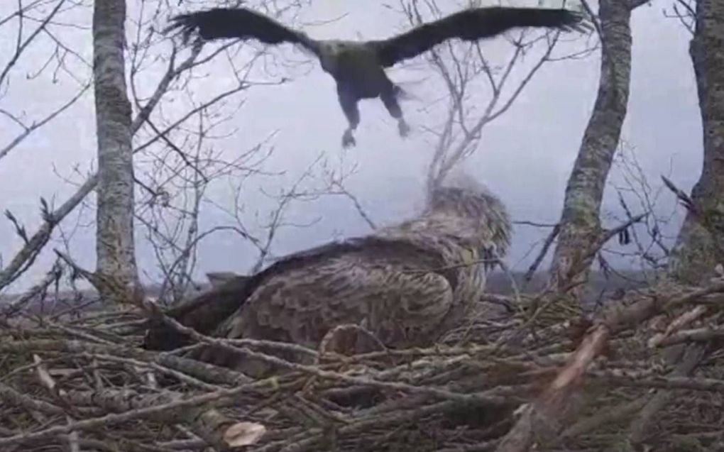 Zeearenden in Friesland maken hun nest klaar om te gaan broeden. beeld Vogelbescherming