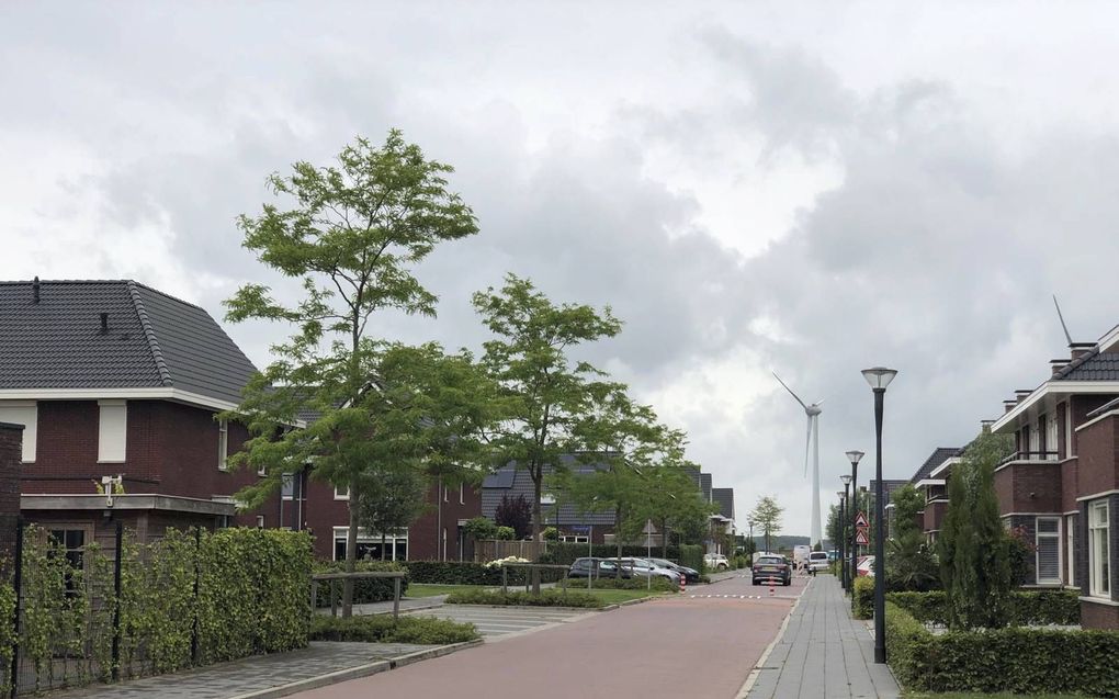 Volwassen bomen verplant naar een woonwijk in Nieuw Beijerland. beeld Bomenmakelaar