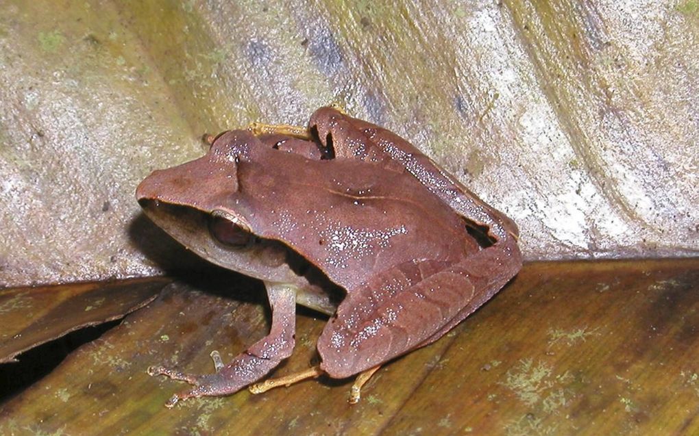 De Craugastor mimus is een regenkikker dat leeft in landen zoals Honduras en Nicaragua. beeld Wikimedia