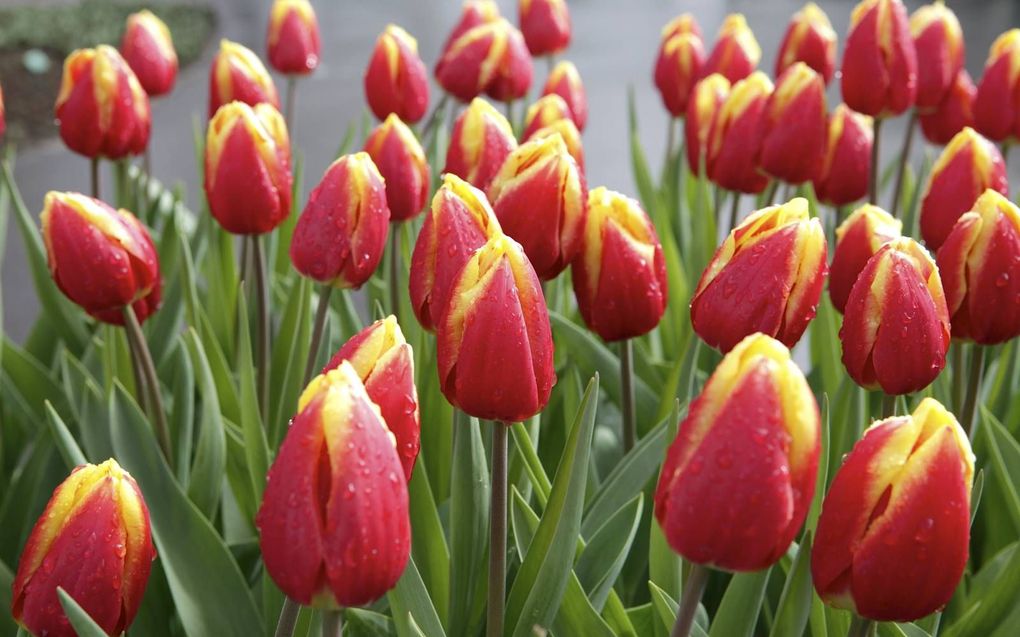 De Keukenhof in volle bloei. beeld Sjaak Verboom