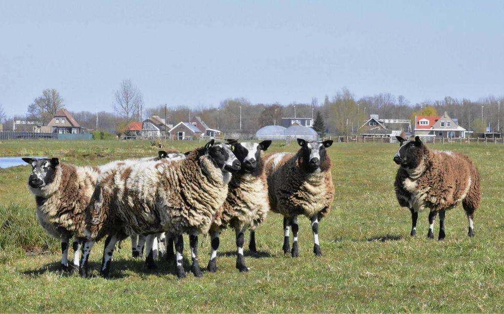 De kledingindustrie wil geen wol van zwarte of bonte schapen omdat die zich moeilijk laat verven. beeld Theo Haerkens