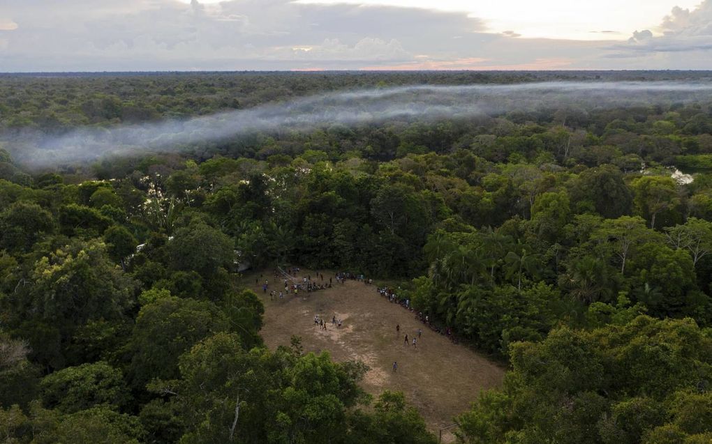 De teelt van sojabonen is een van de redenen dat regenwouden in Zuid-Amerika in omvang afnemen. beeld AFP, Florence Goisnard