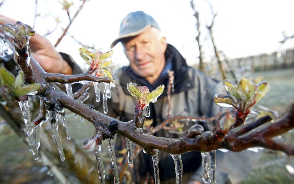 Flinke ijspegels hingen er vrijdag aan de appelbomen van fruitteler Henk Veens in Slijk-Ewijk. beeld VidiPhoto