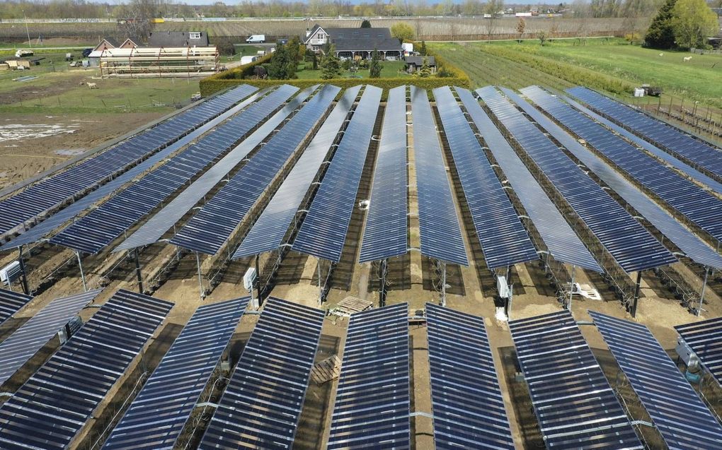 Zachtfruitteler Rini Kusters uit Wadenoijen heeft een wereldprimeur: 4500 zonnenpanelen boven zijn fruitgaard. De lichtdoorlatende panelen leveren energie aan 400 huishoudens en beschermen de bessenstruiken tegen allerlei weersinvloeden. beeld VidiPhoto