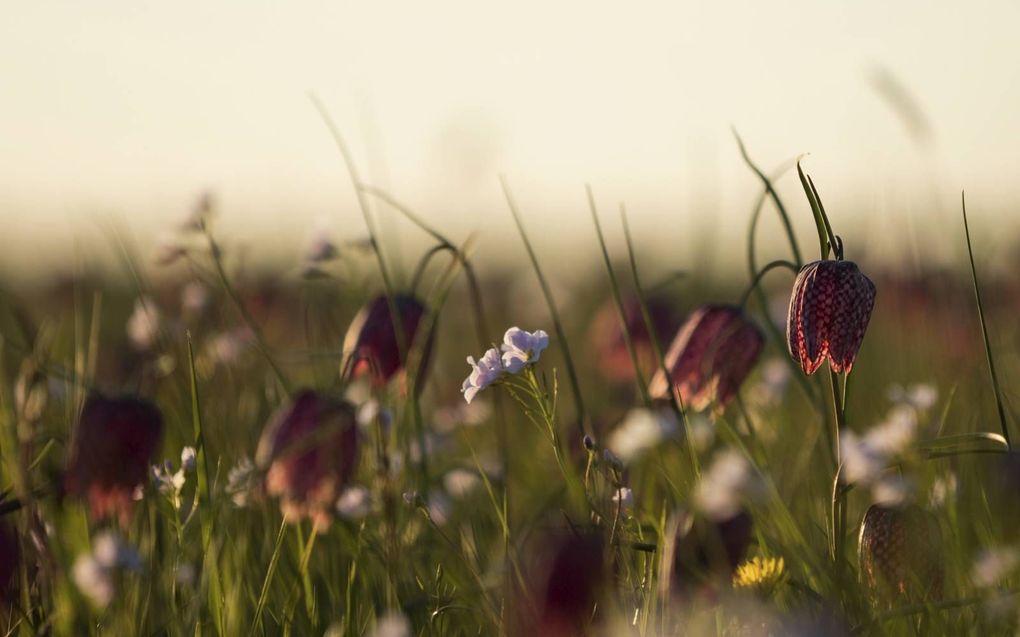 Kievitsbloemen in natuurgebied de Brommert bij Hasselt. beeld Jaco Hoeve