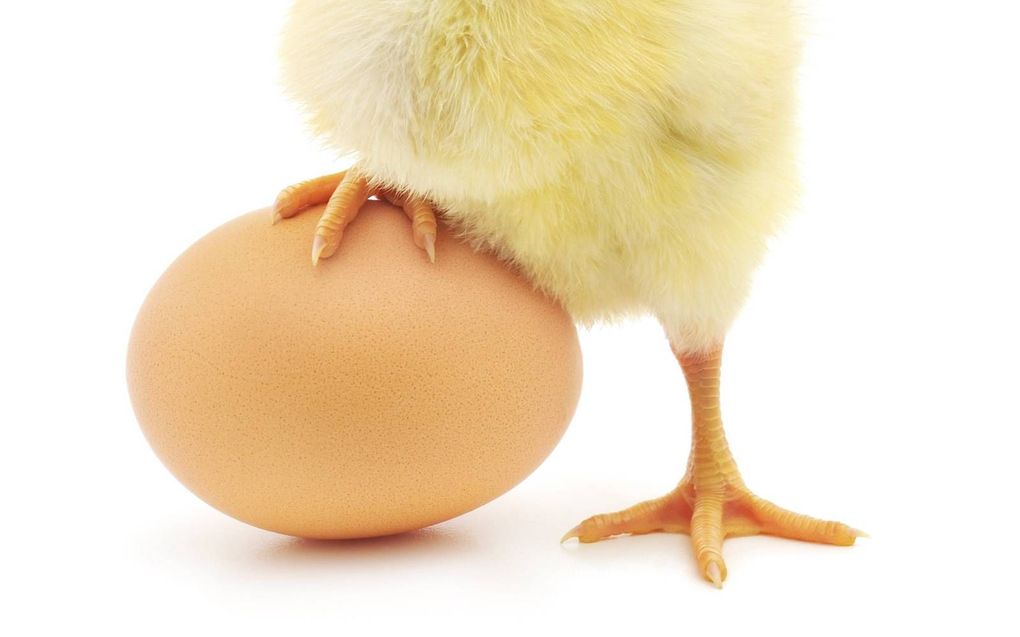 Transformator werk onvergeeflijk Doosje eieren hoeft haan de kop niet meer te kosten