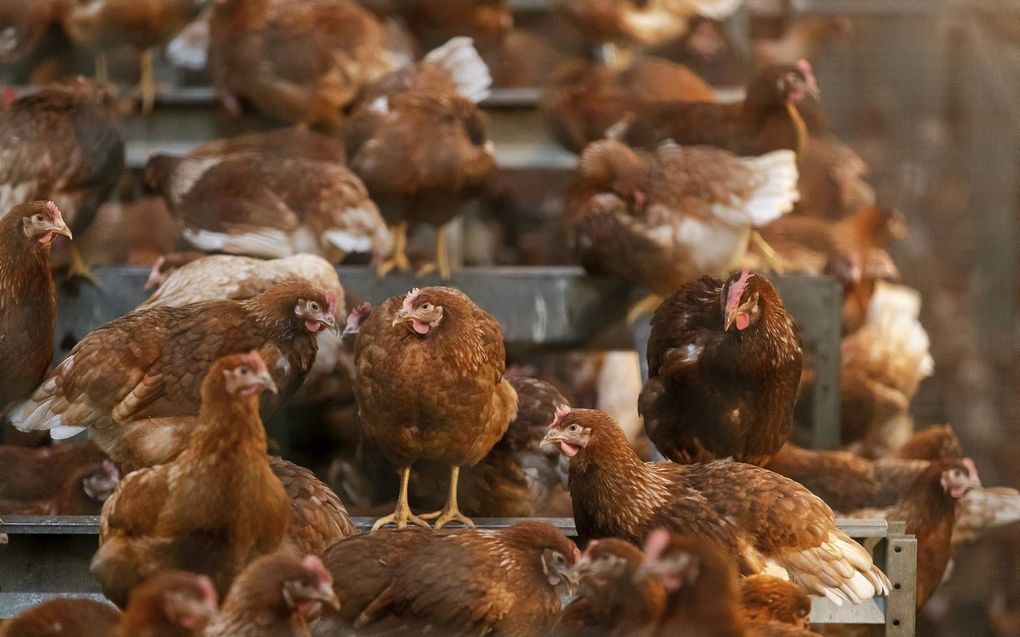 Leghennen in een stal. Machinaal vangen is hier technisch niet mogelijk, stellen specialisten uit de pluimveehouderij.  beeld ANP, Robin van Lonkhuijsen