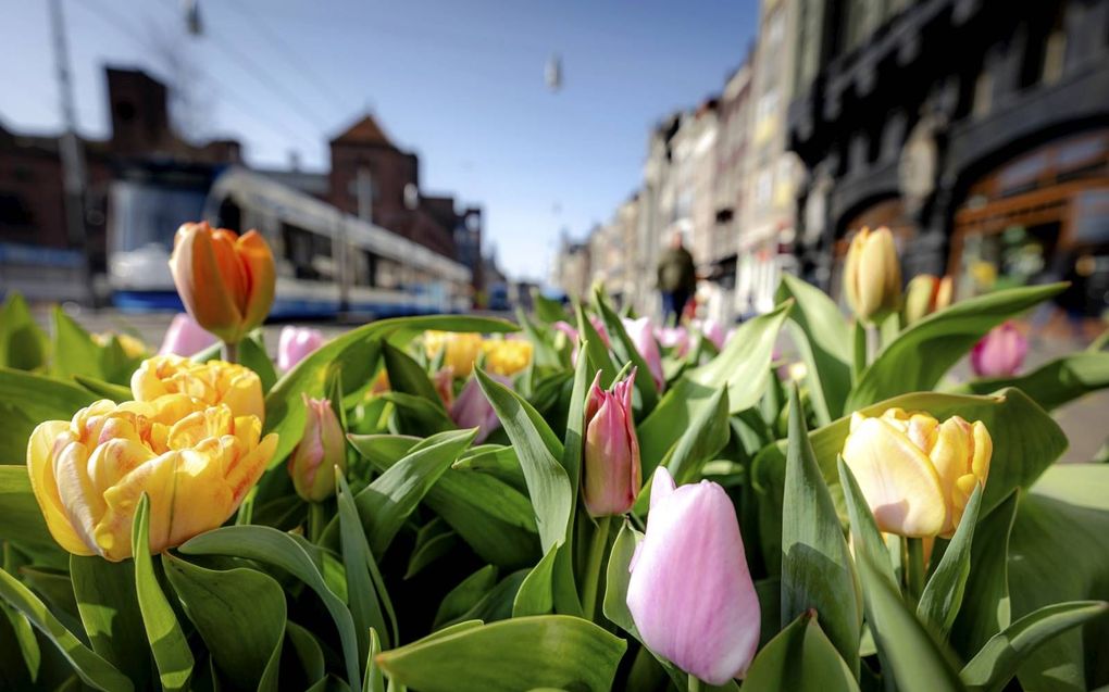 Tulpen in Amsterdam. beeld ANP, Robin van Lonkhuijsen