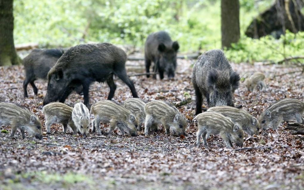 Wilde zwijnen met hun jongen zijn op zoek naar voedsel in de Veluwse bossen bij Epe. Eikels en beukennootjes vormen het hoofdgerecht van zwijnen.  beeld Vidiphoto