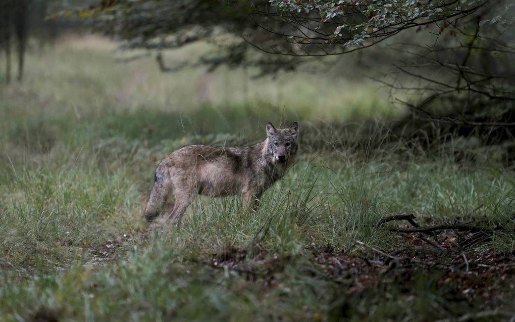 Een wolf loopt op de Veluwe. Een natuurfotograaf stuitte daar vorig jaar op een roedel met vijf wolven.  beeld ANP, Otto Jelsma​