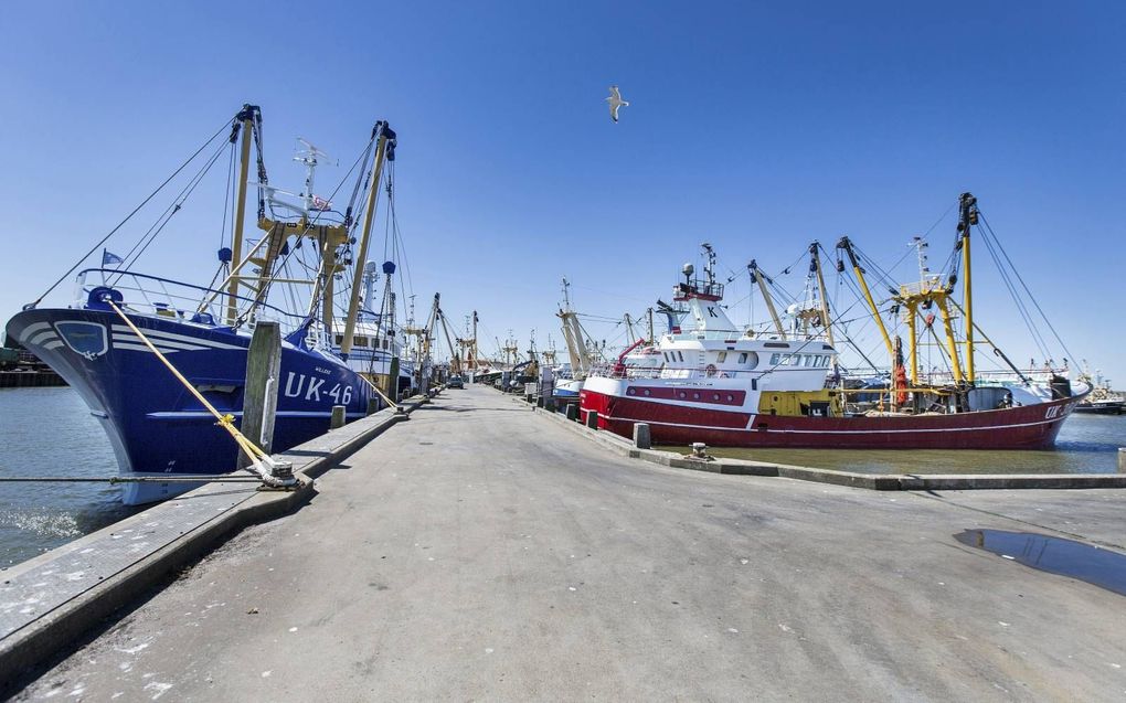 Kotters in de haven van Harlingen. Nederlandse vissers ruilen regelmatig vangstrechten met Britse collega’s. Door de overeenkomst tussen de EU en het VK is dat weer mogelijk. beeld RD, Henk Visscher