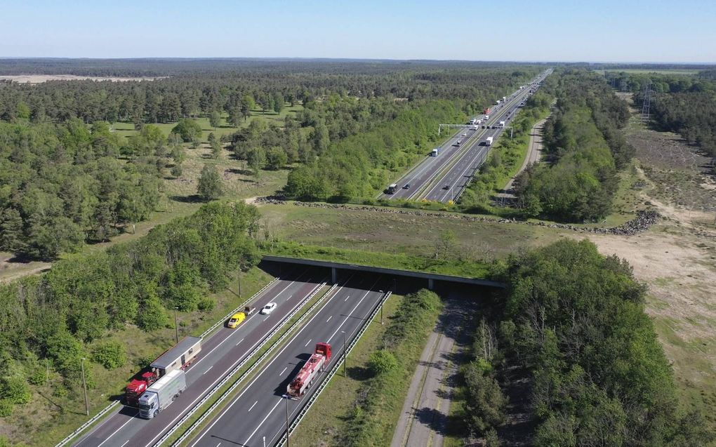 Bij de opening in 1988 van snelweg A50 tussen Arnhem en Apeldoorn maakte Nederland kennis met ecoducten: de wildwissel bij Terlet (foto) en die bij Woeste Hoeve. beeld VidiPhoto