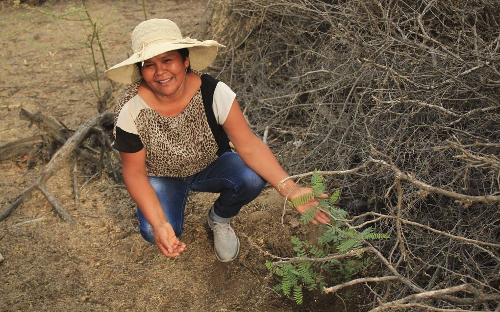 Iemand van de lokale bevolking in Peru plant bomen aan in de droge kustzone van het Zuid-Amerikaanse land. beeld A Rocha Peru