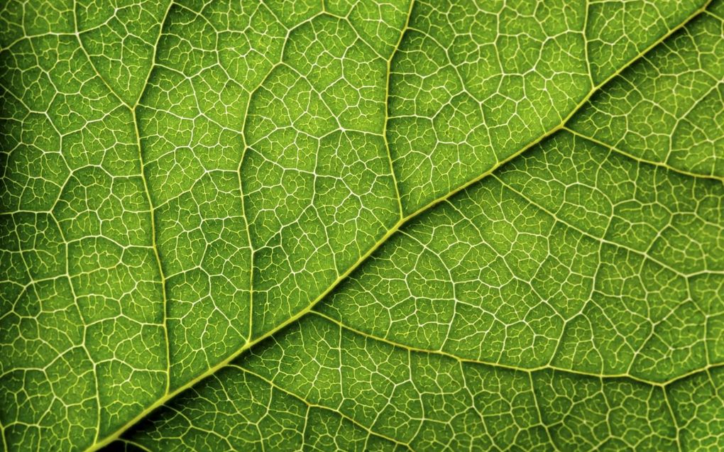 „Neem het blad van een boom. Kijk een aandachtig naar de nerven. Wonderlijk schoon!” beeld iStock