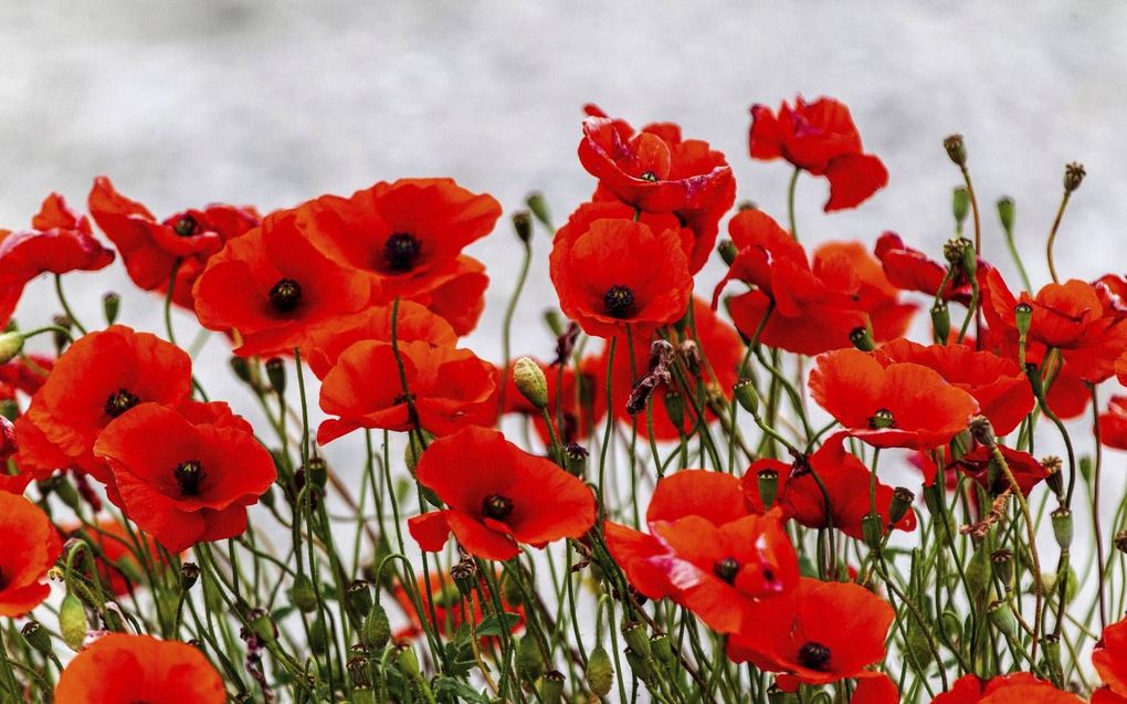 „Ongemerkt verandert de uitbundig bloeiende klaproos in een Papaver Rhoeas.” beeld RD, Henk Visscher