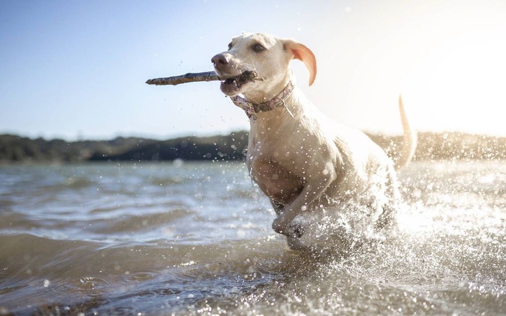 Het lijkt wel of mijn hond zijn eigen ren- en zwemsnelheid kent, dacht de professor. Het lijkt wel of hij wiskunde heeft gestudeerd. beeld Getty Images, Capuski