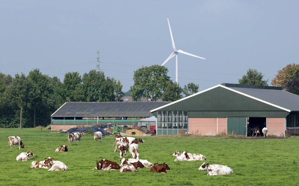 Grazende koeien in de Betuwe.  beeld ANP, George Mollering.