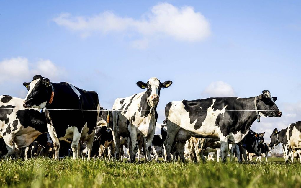 Nederlandse koeien aten vorig jaar in verhouding meer gras en minder mais. Daardoor zat er meer stikstof in de mest. beeld ANP, Remko de Waal