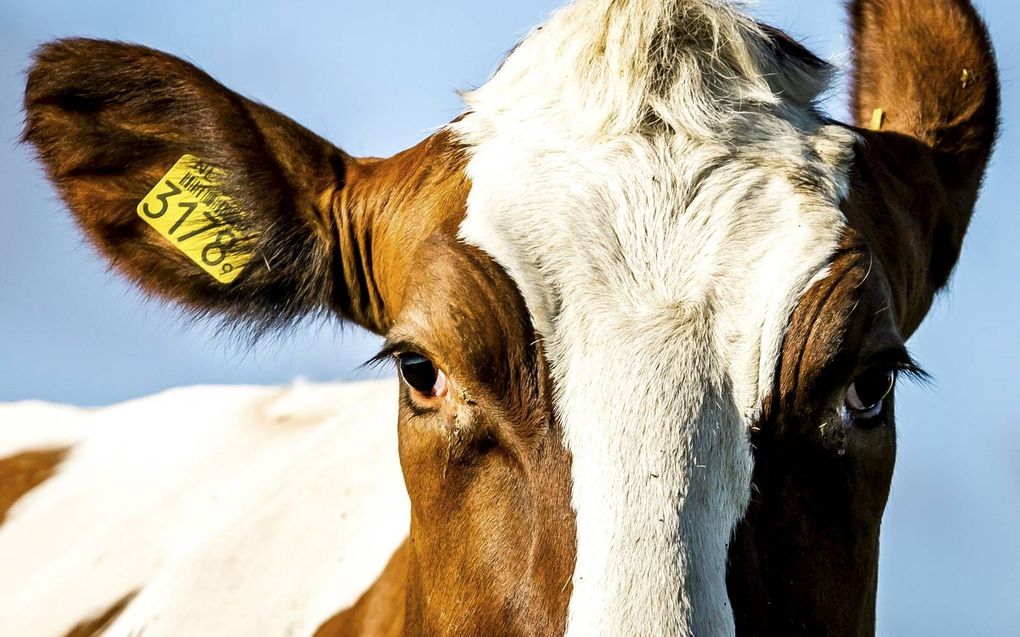 De landbouw heeft niet alleen te maken met uitdagingen rond stikstofuitstoot, maar ook rond waterkwaliteit, klimaat, fijnstof en landschap. beeld ANP, Remko de Waal