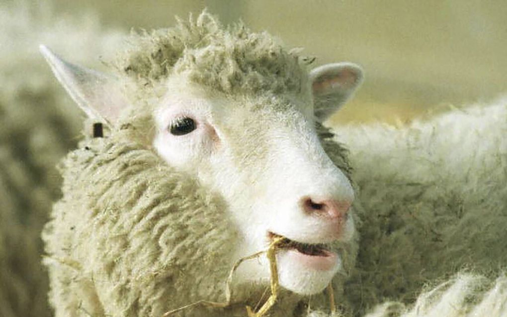 Het gekloonde schaap Dolly bleek uiteindelijk even gezond als andere schapen. Deze foto is genomen op 3 februari 1997 in het Roslin Institute in Edinburgh. beeld AFP, Colin McPherson