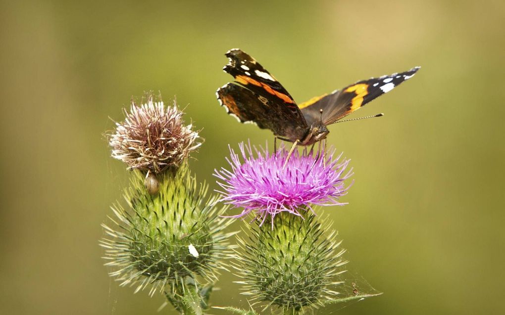 „Even nietsdoen en de zon op je gezicht voelen of genieten van een vlinder in je tuin.” beeld RD, Henk Visscher