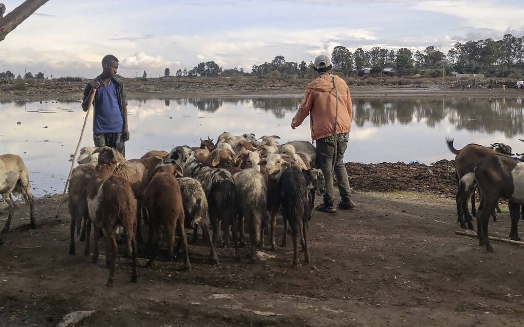 Vee is voor veel arme Ethiopiërs veel meer dan een tijdelijk bezit. beeld Jilke Tanis