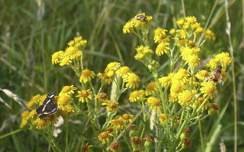 Bloeiend jakobskruiskruid wordt druk bezocht door vlinders, hommels en bijen. beeld Kees van Reenen