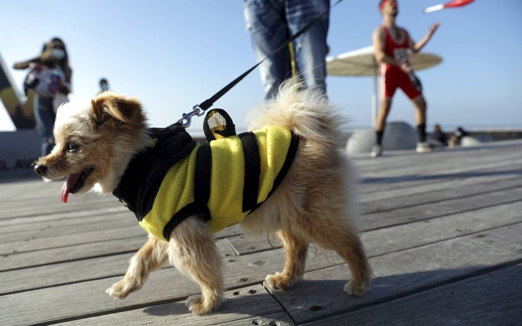 Een hond met jasje tijdens het Poerimfeest in Tel Aviv, februari 2021. beeld EPA, Abir Sultan