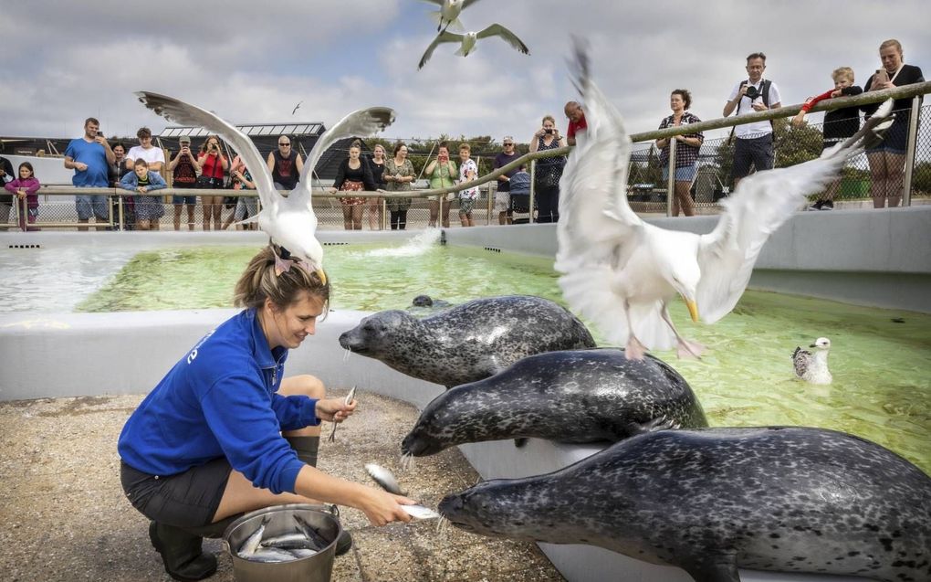 Dierverzorger Rowanne Huisman voert de zeehonden. beeld RD, Henk Visscher