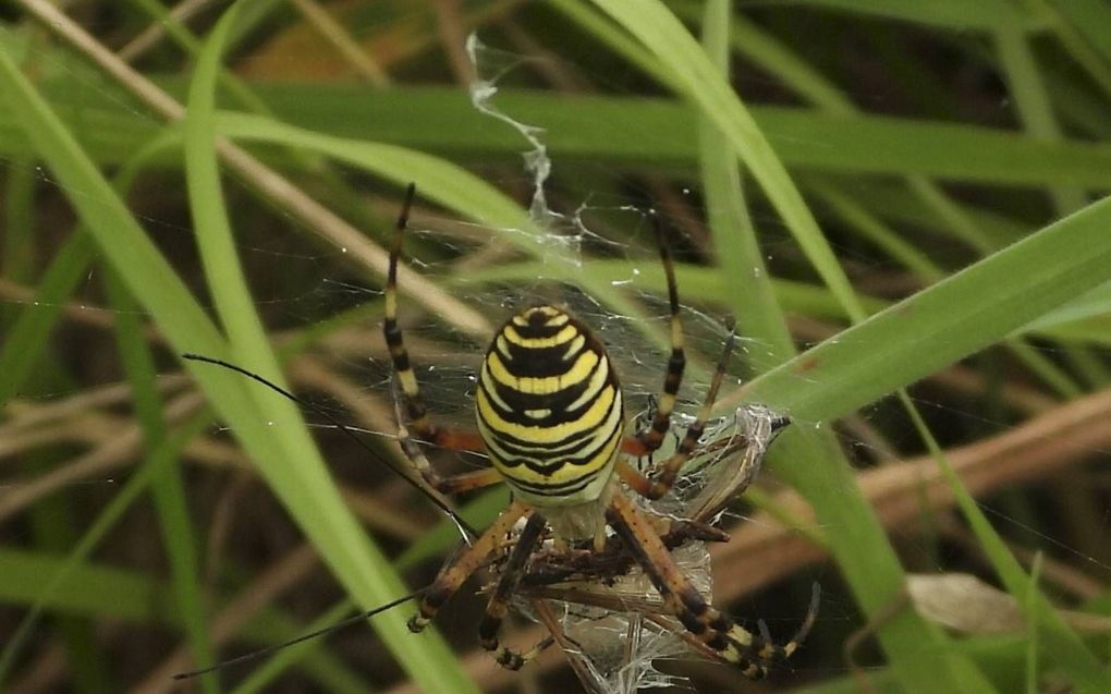 De wespspin (tijgerspin) rukt op naar het noorden. Foto: wespspin met langpootmug. beeld Kees van Reenen