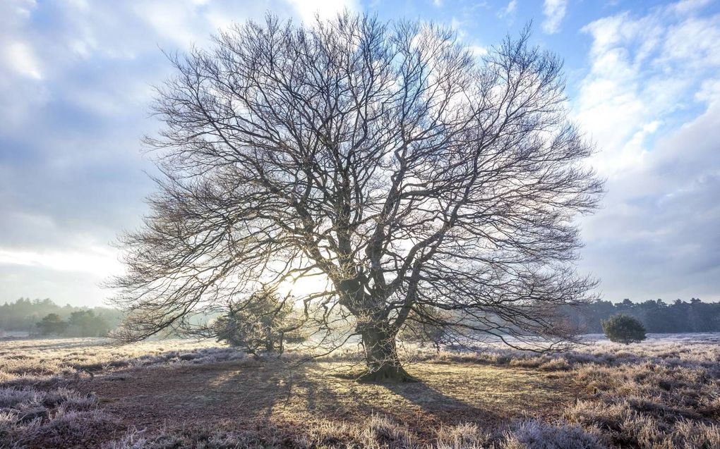 De beuk in de winter. beeld Jacob Kaptein